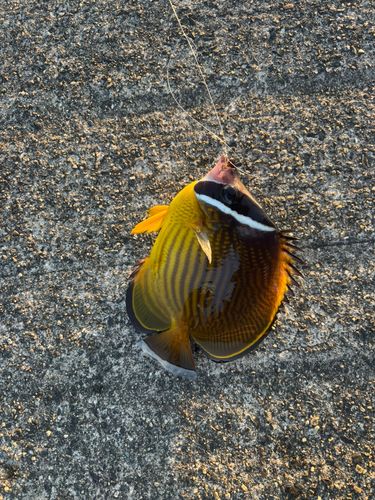 チョウチョウウオの釣果
