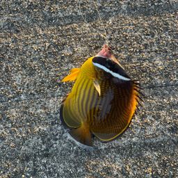 チョウチョウウオ