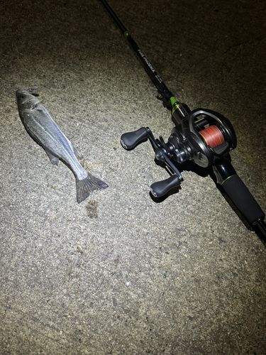 セイゴ（マルスズキ）の釣果