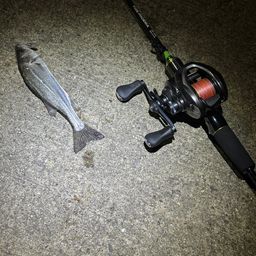 セイゴ（マルスズキ）