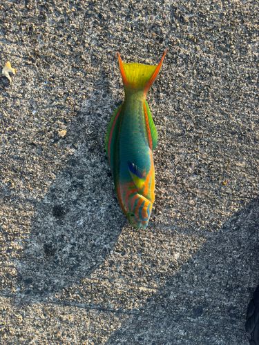 ヤマブキベラの釣果