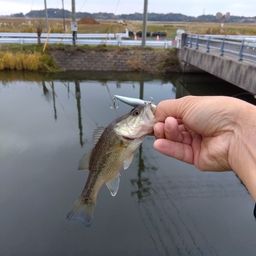 ラージマウスバス