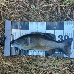 スモールマウスバス