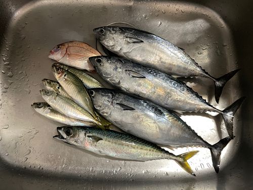 ソウダガツオの釣果