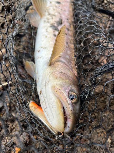 アメマスの釣果