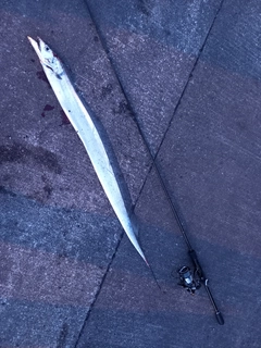 タチウオの釣果