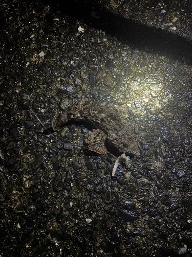 オニカサゴの釣果