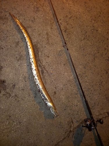 ダイナンウミヘビの釣果