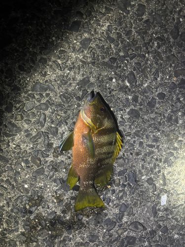 ナミフエダイの釣果