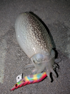 シリヤケイカの釣果
