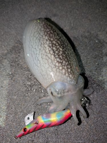 シリヤケイカの釣果