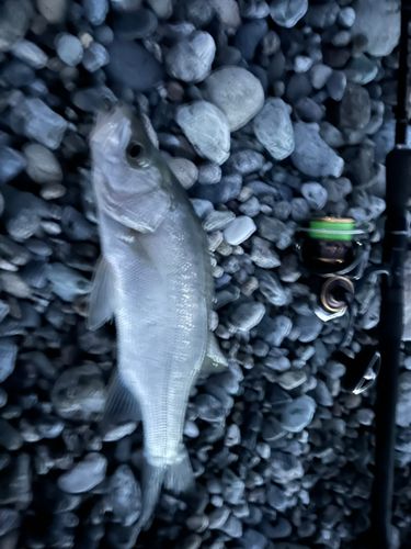 ヒラスズキの釣果