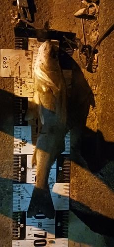 マルスズキの釣果