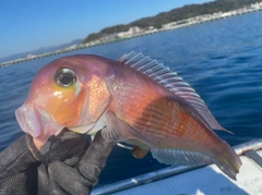 アカアマダイの釣果