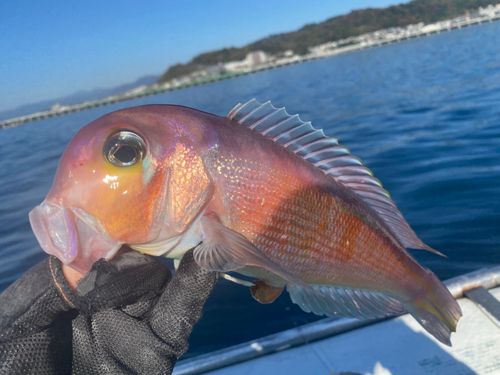アカアマダイの釣果