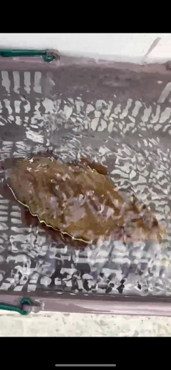 コウイカの釣果