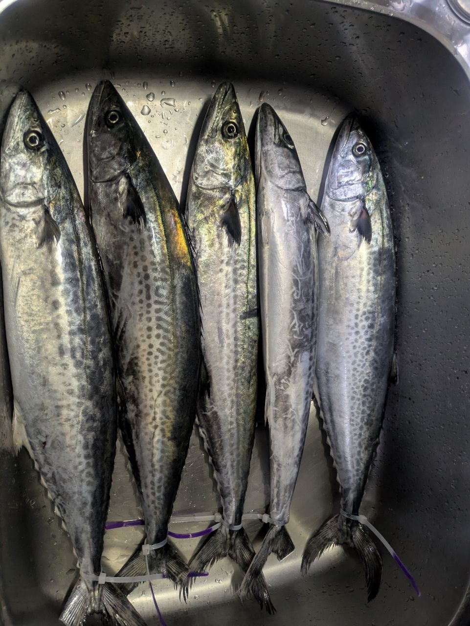 ハマーＭＰＤさんの釣果 2枚目の画像