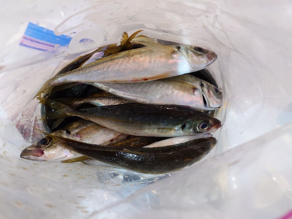 目覚めた釣りバカさんの釣果 1枚目の画像