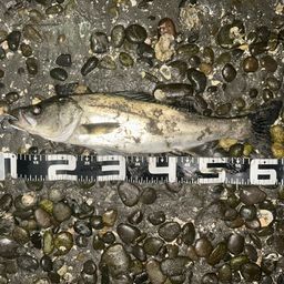 セイゴ（ヒラスズキ）