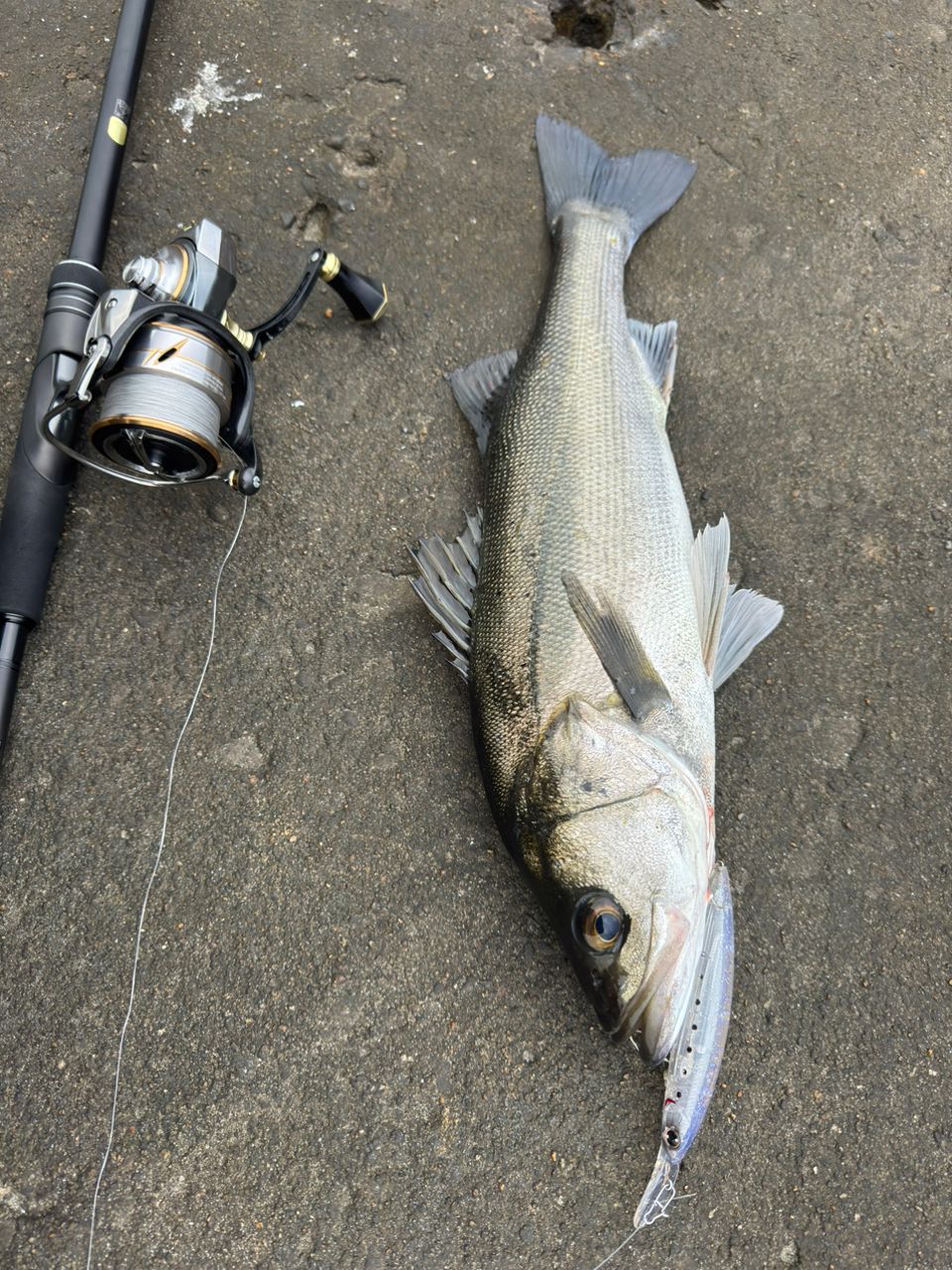 シマノ　23ディアルーナ S106M　シーバス　ヒラスズキ SHIMANO 23ディアルーナ S106Mの最安値・インプレ・釣果 | 本音の