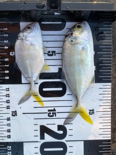 ギンガメアジの釣果