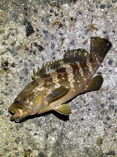 キジハタの釣果