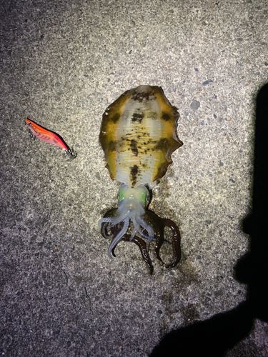 アオリイカの釣果