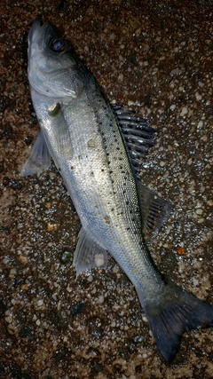 セイゴ（タイリクスズキ）の釣果