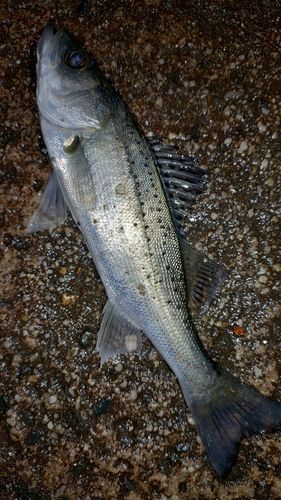 セイゴ（タイリクスズキ）の釣果