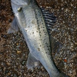 セイゴ（タイリクスズキ）