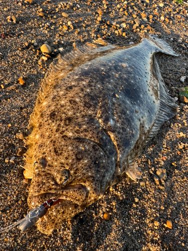 ヒラメの釣果
