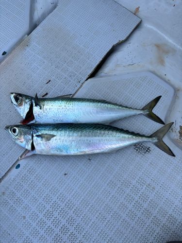 サバの釣果
