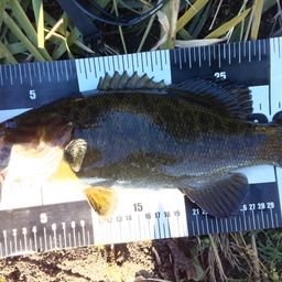 スモールマウスバス