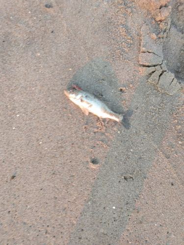 セイゴ（マルスズキ）の釣果