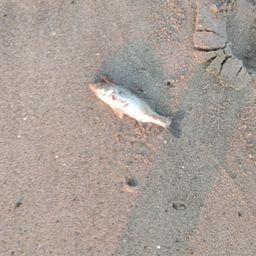 セイゴ（マルスズキ）