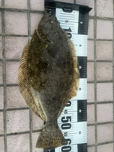 ヒラメの釣果