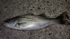 セイゴ（ヒラスズキ）の釣果