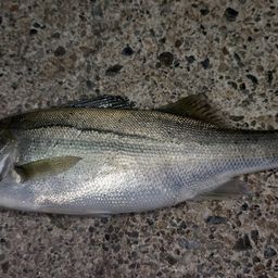 セイゴ（ヒラスズキ）