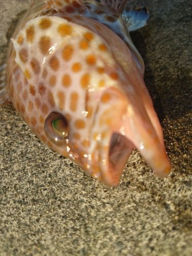 オオモンハタの釣果