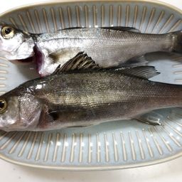 セイゴ（マルスズキ）