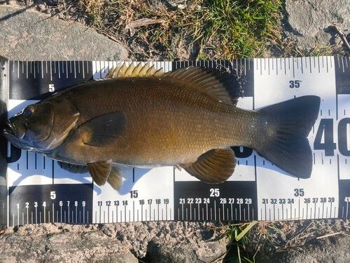 スモールマウスバスの釣果
