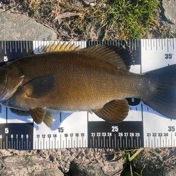 スモールマウスバス