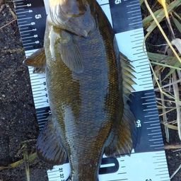 スモールマウスバス