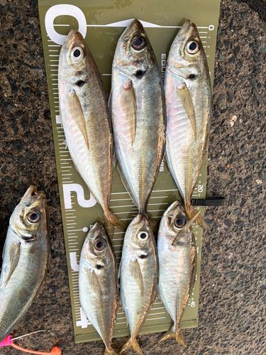 アジの釣果