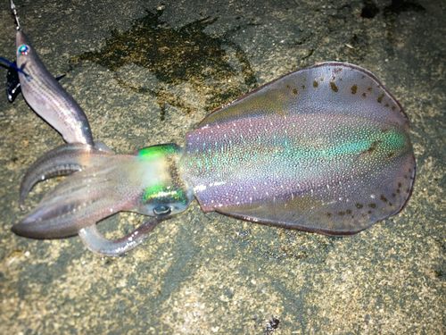 アオリイカの釣果