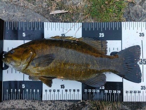 スモールマウスバスの釣果