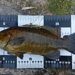 スモールマウスバス