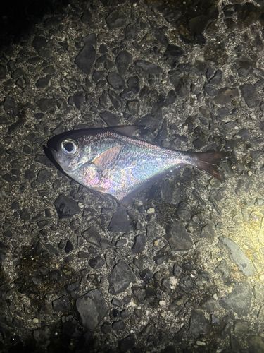 ミナミハタンポの釣果