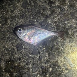 ミナミハタンポ