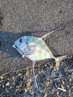 イトヒキアジの釣果